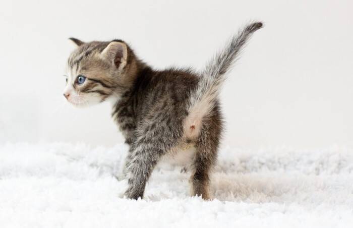 猫の『おしりが臭い』ときの原因5つ　放置しても大丈夫？適切な対処法も解説