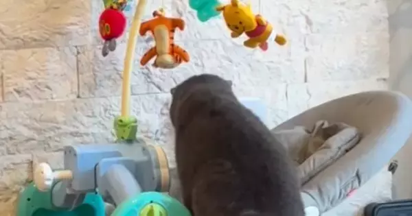 赤ちゃんがいない隙に『ベビーバウンサーに侵入する猫』を発見→撮影していると…可愛すぎる光景が127万再生「気になっていたんだねｗ」