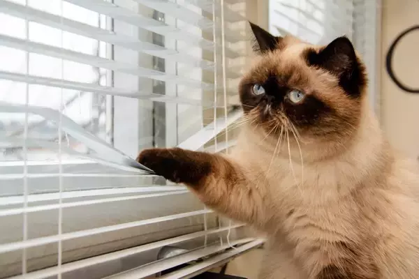 猫と暮らす部屋に『ブラインド』を取り付けるときの注意点3つ　選び方のポイントやイタズラ対策のコツ