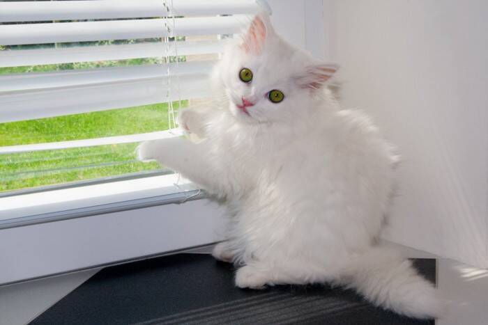 猫と暮らす部屋に『ブラインド』を取り付けるときの注意点3つ　選び方のポイントやイタズラ対策のコツ