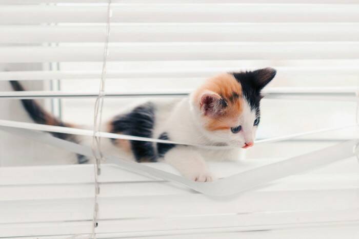 猫と暮らす部屋に『ブラインド』を取り付けるときの注意点3つ　選び方のポイントやイタズラ対策のコツ