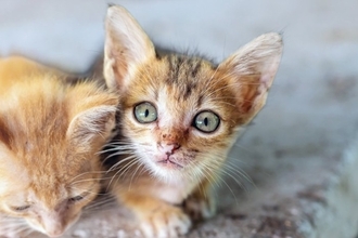 猫が『鉄分不足』を起こしている兆候3つ　考えられる原因や防ぐための方法まで解説