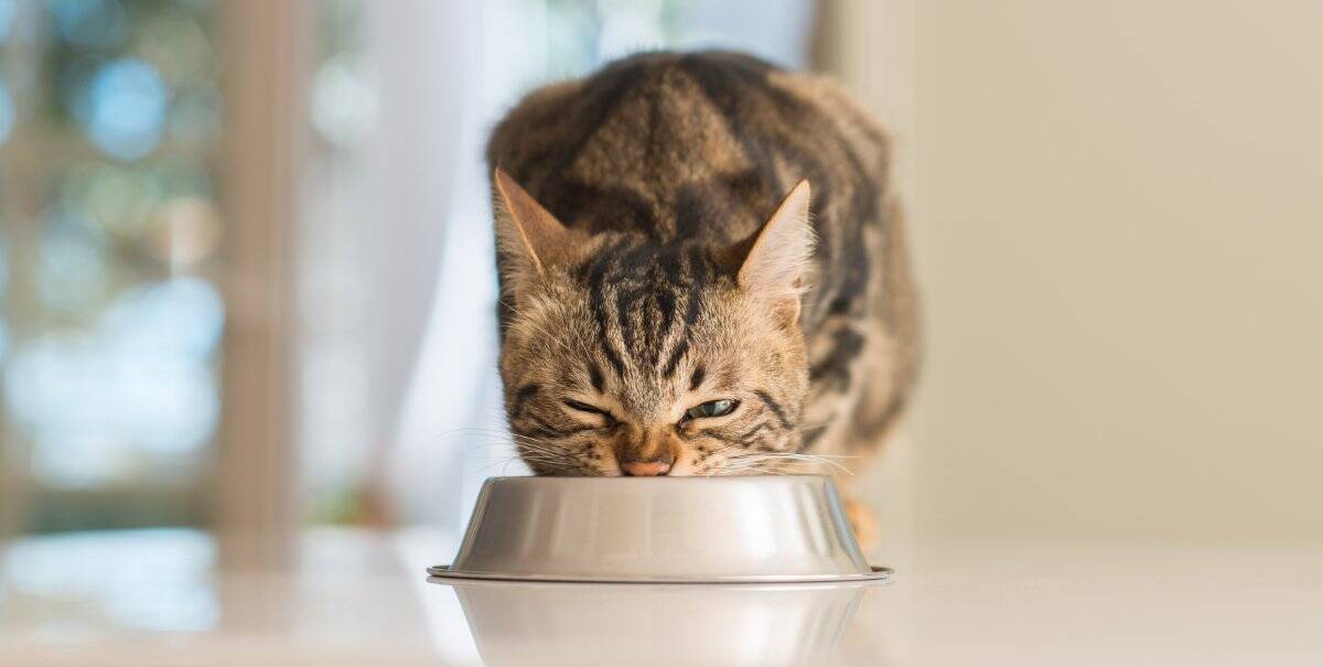 猫が『鉄分不足』を起こしている兆候3つ　考えられる原因や防ぐための方法まで解説