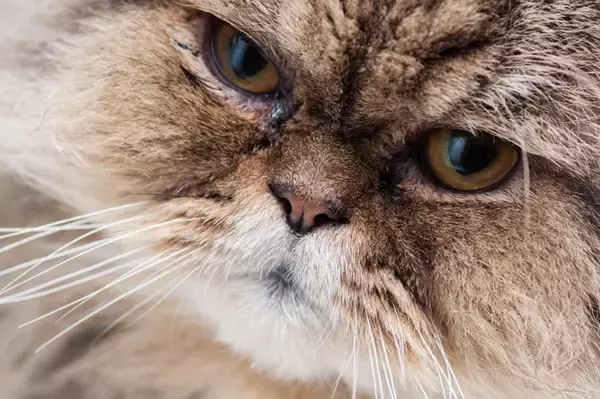 猫に『涙やけ』ができてしまうのはなぜ？主な原因や予防法、お手入れのポイントまで解説