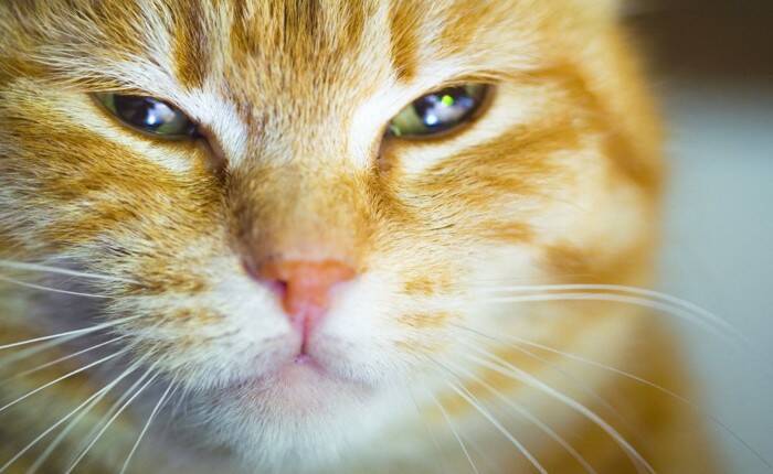 猫に『涙やけ』ができてしまうのはなぜ？主な原因や予防法、お手入れのポイントまで解説