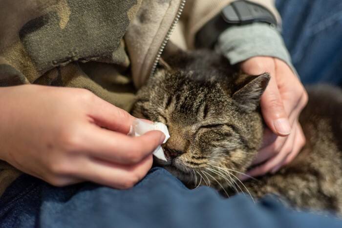 猫に『涙やけ』ができてしまうのはなぜ？主な原因や予防法、お手入れのポイントまで解説