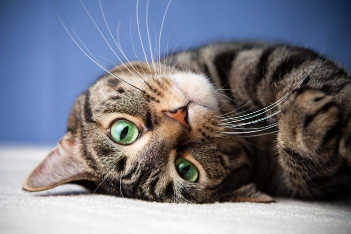 猫に『涙やけ』ができてしまうのはなぜ？主な原因や予防法、お手入れのポイントまで解説