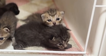 ケージの扉を開けると、赤ちゃん猫たちがわらわらと出てきて…ほっこりする光景が28万再生「モキュモキュしてる」「みんなかわいいなぁ」