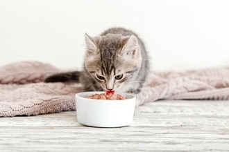 猫の『うんちが臭くなった』ときに疑われる原因6選　確認すべきポイントや見直しが必要なこと
