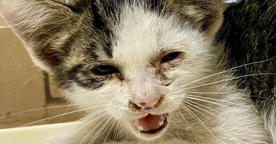 車のボンネットの中にいた『ボロボロの子猫』→保護されて10日後…驚きの変化に「まるで別猫」「大切にされると変わるんだね」と反響