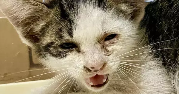 車のボンネットの中にいた『ボロボロの子猫』→保護されて10日後…驚きの変化に「まるで別猫」「大切にされると変わるんだね」と反響