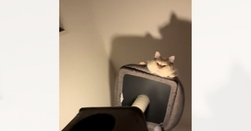 視線を感じて見上げたら、『キャットタワーの頂上から猫』が…まさかの光景に爆笑の声「影がまたいい感じｗ」「おもろ可愛いｗ」と22万再生