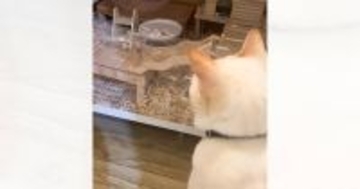 大好きなハムスターが起きるのを『待ち続けていた猫』…まさかの展開が75万再生「たまらないね」「リアルトムとジェリーｗ」と話題に