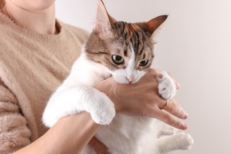 猫が攻撃的になる『激怒症候群』の原因5つ　見分ける方法から飼い主にできることまで
