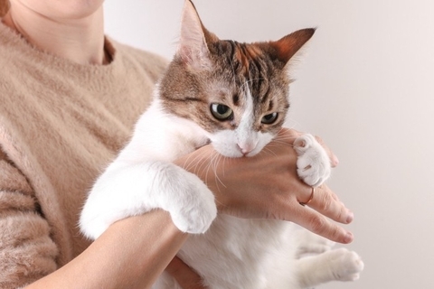 猫が攻撃的になる『激怒症候群』の原因5つ　見分ける方法から飼い主にできることまで