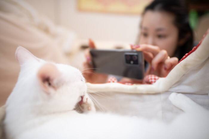 猫が攻撃的になる『激怒症候群』の原因5つ　見分ける方法から飼い主にできることまで