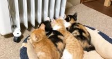 ヒーターがつくのを待っていた子猫たち→暖かくなってくると…かわいくてたまらない光景が26万再生「なに並んでるの〜」「癒されまくった」