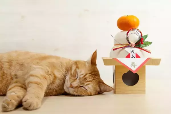 猫に食べさせてはいけない『お正月の食べ物』4つ　危険な理由から誤飲時の対処法まで