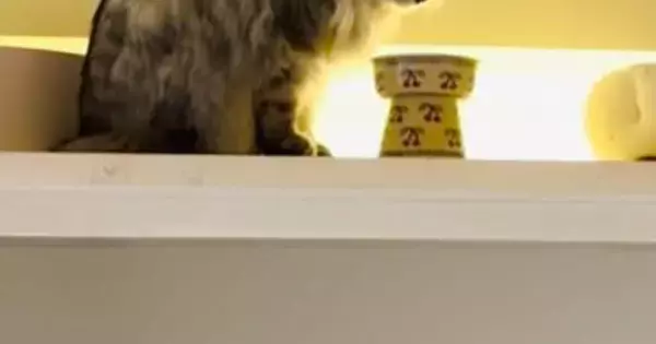 天袋に行きたがる猫のために『DIY』した結果…想像を超えてくる仕上がりに絶賛の声「私の部屋にしたいくらい」「素敵なアイデア」と２万いいね