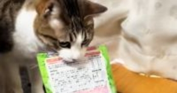おやつが食べたい猫→目の前まで運んでくると…飼い主仰天の『策士すぎるおねだり方法』が35万再生「絶対あげちゃうｗ」「顔色伺ってるｗ」