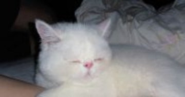 飼い主さんのそばで眠る猫→『おてて』を見ると…寝不足不可避な『可愛すぎる行動』に悶絶の声「心臓がッ」「羨ましい」と１万いいね