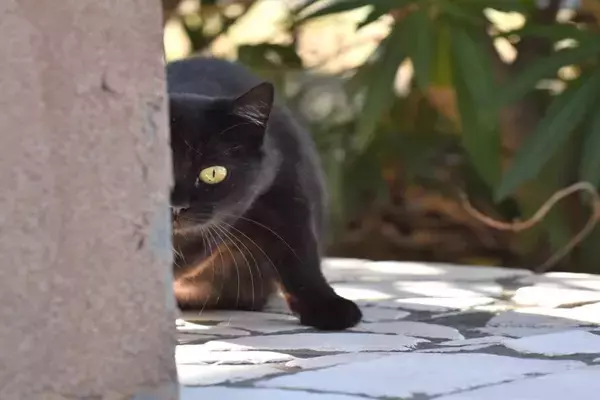 猫たちの秘密結社『NNN』のナゾ4つ　運命的な出会いは計画通りだった…？