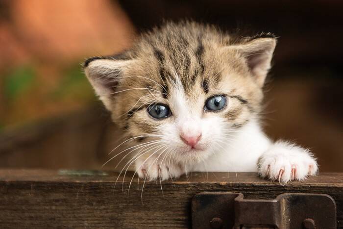 猫たちの秘密結社『NNN』のナゾ4つ　運命的な出会いは計画通りだった…？