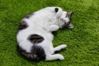 猫が飼い主の足元で『ゴロンと横たわる』理由4つ　行動に込められた気持ちや上手な応え方