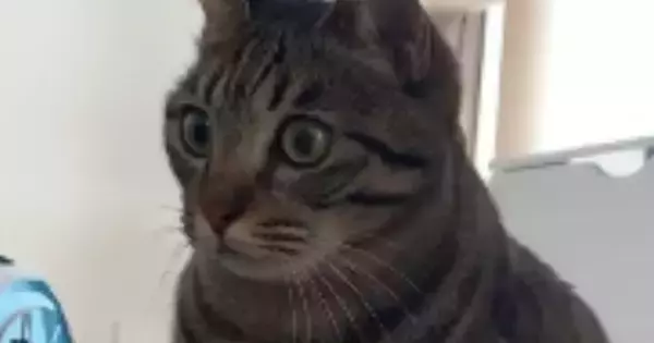 獲物を見つけた猫→体勢を変えたかと思ったら…まるで恐竜のような『まさかの構え』に「想像を超えてきたｗ」「体幹がすごいｗ」と28万再生