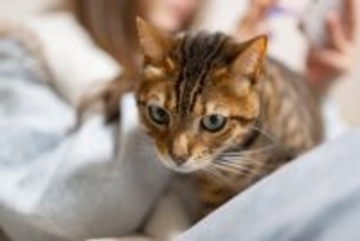 猫は『自律神経失調症』になるの？主な症状から飼い主にできることまで