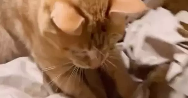 猫がおもちゃを追いかけて遊んでいたら…予想外の『ハプニング』に「見事なフェードアウト」「お顔が可愛すぎて笑った」と反響