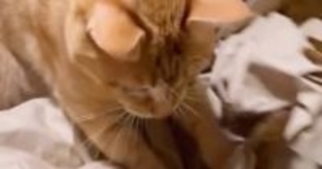 猫がおもちゃを追いかけて遊んでいたら…予想外の『ハプニング』に「見事なフェードアウト」「お顔が可愛すぎて笑った」と反響