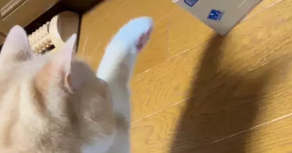 猫がいつもと様子が違う『貯金箱』を発見した結果…『まさかの反応』に笑ってしまうと95万再生「プルプルしてるｗ」「ニヤニヤが止まらない」