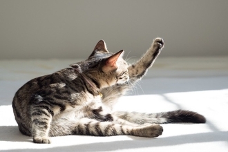 猫の『見た目に変化』が起きる原因5選　表情や毛色などが別猫のように変わる理由とは