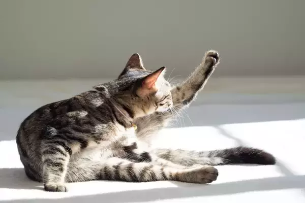 猫の『見た目に変化』が起きる原因5選　表情や毛色などが別猫のように変わる理由とは