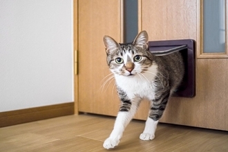 『猫用ドア』を導入するメリット3つ　より快適に過ごせる？取り付けるときの注意点まで