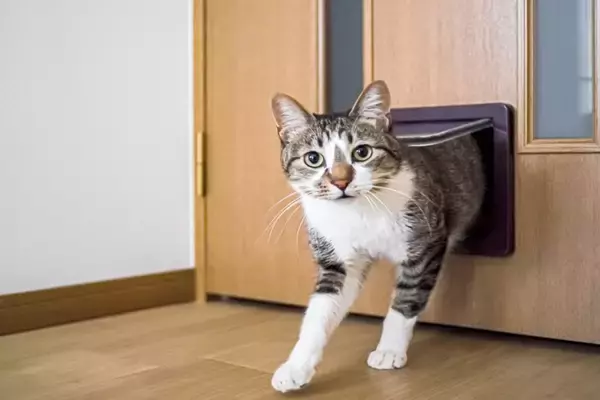 『猫用ドア』を導入するメリット3つ　より快適に過ごせる？取り付けるときの注意点まで