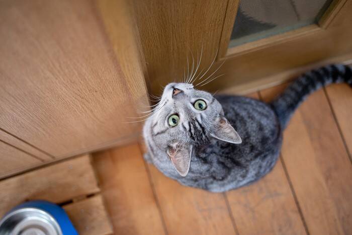 『猫用ドア』を導入するメリット3つ　より快適に過ごせる？取り付けるときの注意点まで
