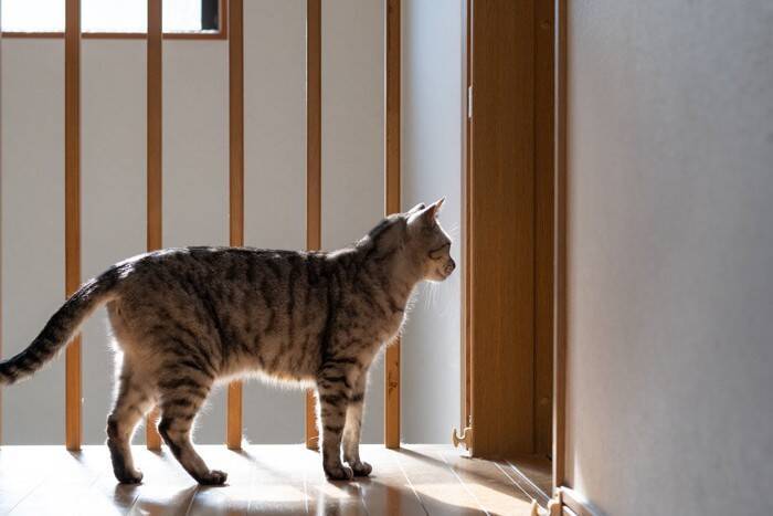 『猫用ドア』を導入するメリット3つ　より快適に過ごせる？取り付けるときの注意点まで