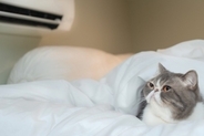 猫が『留守番』しているのに外出中のトラブルで帰れない！愛猫の安全を守るために予め準備すべき対策5選