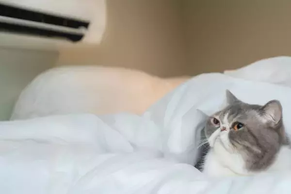 猫が『留守番』しているのに外出中のトラブルで帰れない！愛猫の安全を守るために予め準備すべき対策5選