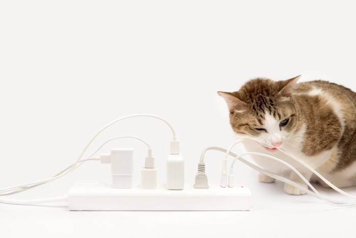 猫が『留守番』しているのに外出中のトラブルで帰れない！愛猫の安全を守るために予め準備すべき対策5選