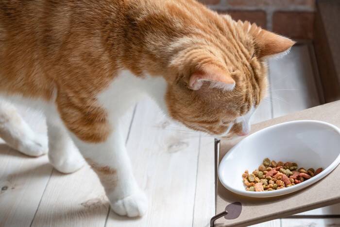 猫が『留守番』しているのに外出中のトラブルで帰れない！愛猫の安全を守るために予め準備すべき対策5選