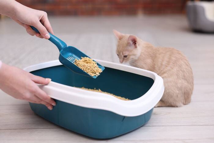 猫が『留守番』しているのに外出中のトラブルで帰れない！愛猫の安全を守るために予め準備すべき対策5選