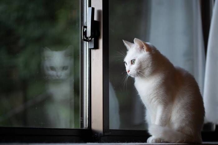 猫が『留守番』しているのに外出中のトラブルで帰れない！愛猫の安全を守るために予め準備すべき対策5選