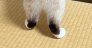 洋服タンスの扉を開けたら、『猫』がやってきて…まるで『泥棒』のような光景に反響「まんまるしっぽがかわいい」「手慣れてるねぇ」