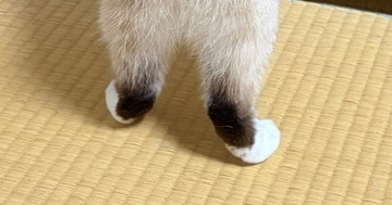 洋服タンスの扉を開けたら、『猫』がやってきて…まるで『泥棒』のような光景に反響「まんまるしっぽがかわいい」「手慣れてるねぇ」