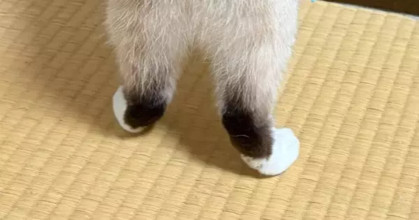 洋服タンスの扉を開けたら、『猫』がやってきて…まるで『泥棒』のような光景に反響「まんまるしっぽがかわいい」「手慣れてるねぇ」