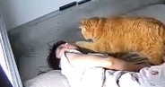 毎朝『飼い主を起こしにやってくる猫』…二度寝、三度寝にも負けない『健気な様子』に17万いいね「優しい起こし方」「デレデレで羨ましい」