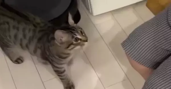 保護猫を家族に迎えた結果→『2か月』しか経っていないのに…あまりにも愛おしい光景に「羨ましい限り」「あ～も～幸せ」と反響